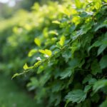 Natürliche Gartengrenzen: Stilvolle Heckenpflanzen für jeden Garten